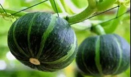 善堂网红吃瓜视频大全播放,揭秘娱乐圈幕后真相